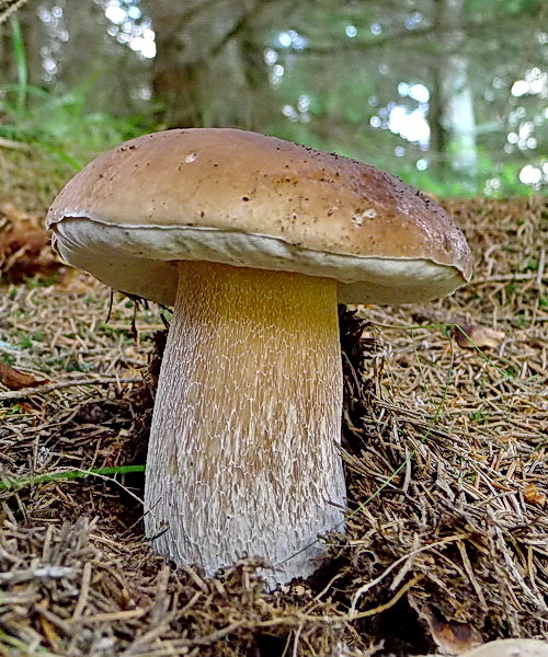 hríb smrekový Boletus edulis Bull.