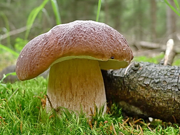 hríb smrekový Boletus edulis Bull.