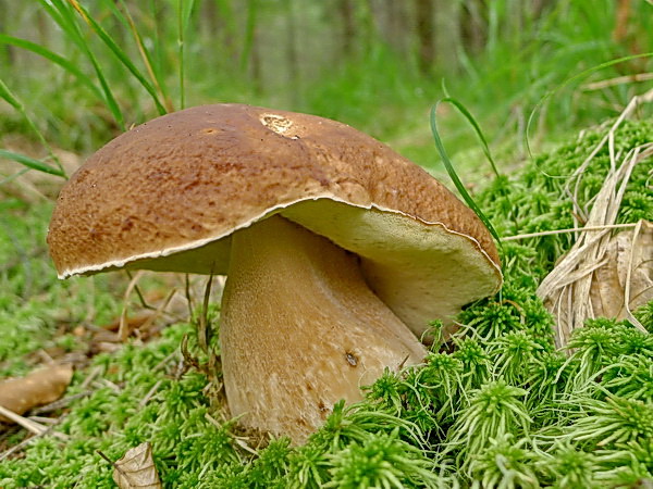 hríb smrekový Boletus edulis Bull.