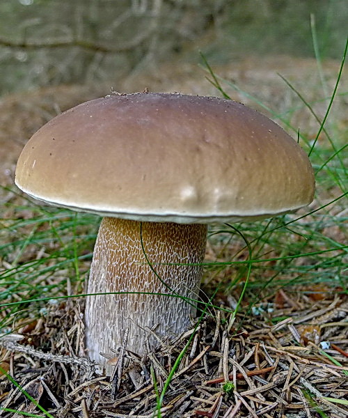 hríb smrekový Boletus edulis Bull.