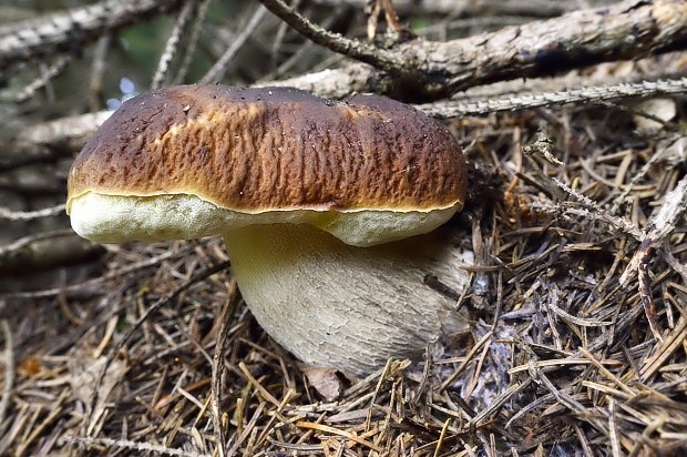 hríb smrekový Boletus edulis Bull.