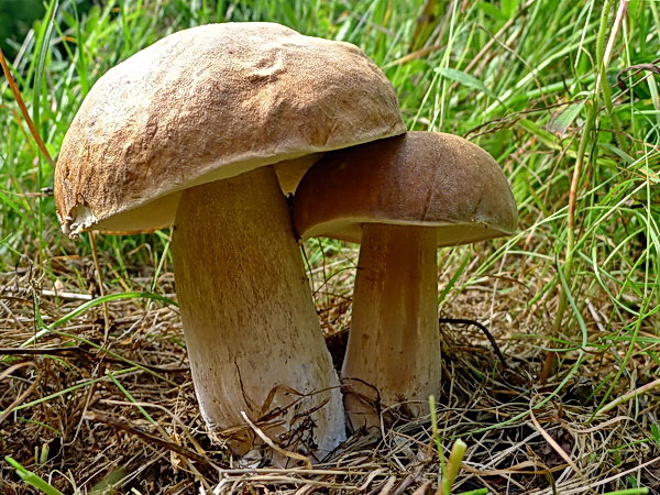 hríb dubový Boletus reticulatus Schaeff.