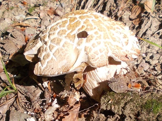 hríb dubový Boletus reticulatus Schaeff.