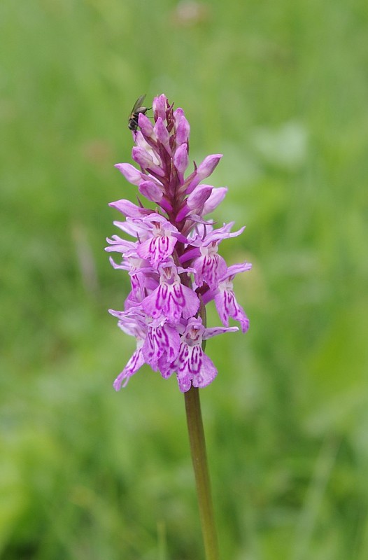 vstavačovec fuchsov pravý Dactylorhiza fuchsii subsp. fuchsii (Druce) Soó