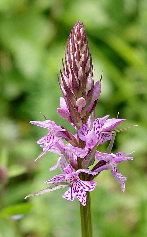 vstavačovec fuchsov pravý Dactylorhiza fuchsii subsp. fuchsii (Druce) Soó