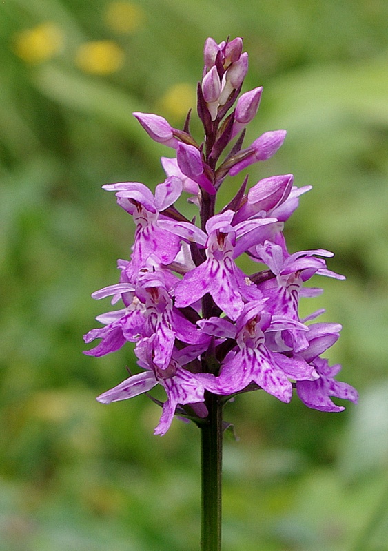 vstavačovec fuchsov pravý Dactylorhiza fuchsii subsp. fuchsii (Druce) Soó