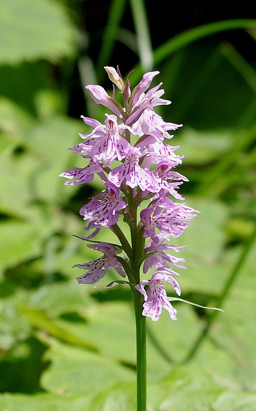 vstavačovec fuchsov pravý Dactylorhiza fuchsii subsp. fuchsii (Druce) Soó