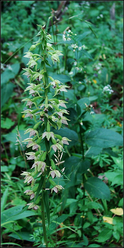 kruštík širokolistý pravý Epipactis helleborine subsp. helleborine (L.) Crantz