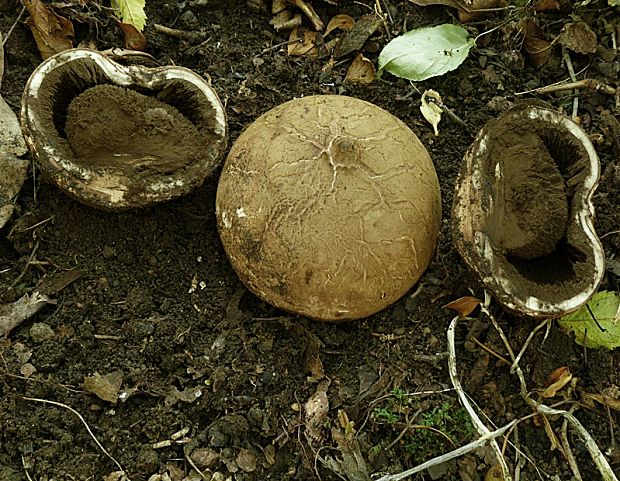 hviezdovka vlasatá Geastrum melanocephalum (Czern.) V.J. Staněk