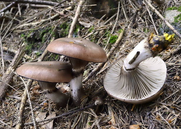 sliziak mazľavý Gomphidius glutinosus (Schaeff.) Fr.