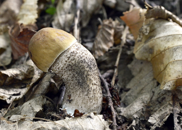 kozák hrabový Leccinum pseudoscabrum (Kallenb.) Šutara