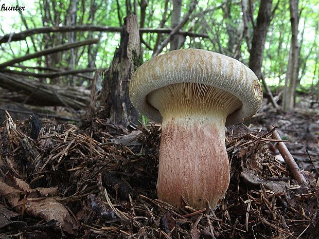 čechračka podvinutá Paxillus involutus (Batsch) Fr.