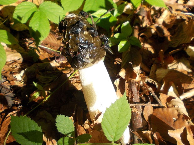 hadovka smradľavá Phallus impudicus L.