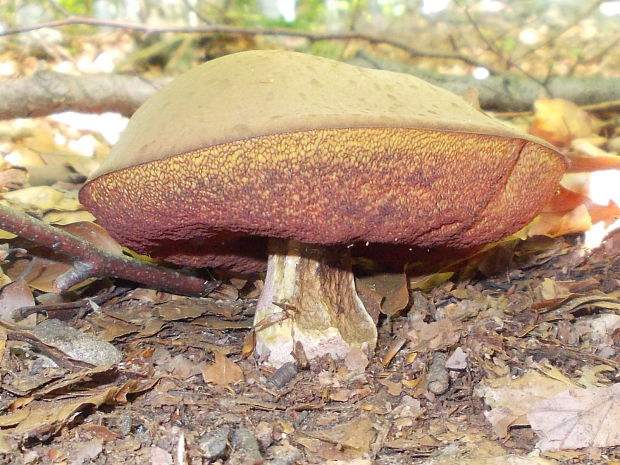 hríb zrnitohlúbikový Sutorius luridiformis (Rostk.) G. Wu & Zhu L. Yang