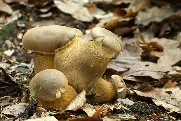 podhríb žlčový Tylopilus felleus (Bull.) P. Karst.