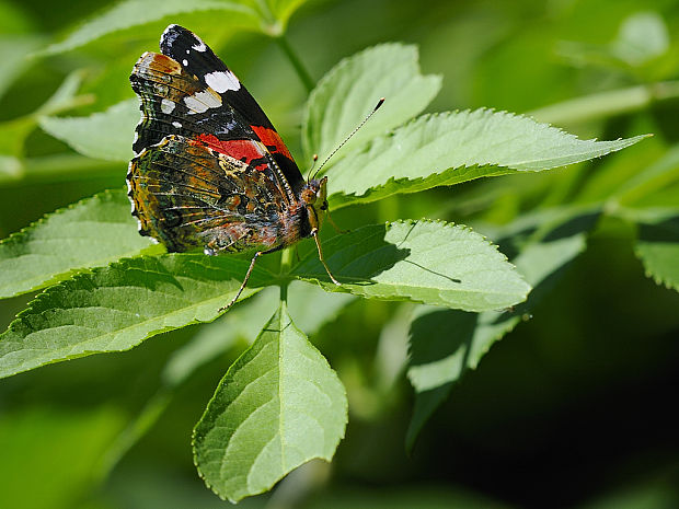 babôčka admirál Vanessa atalanta