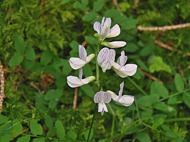 vika lesná Vicia sylvatica L.