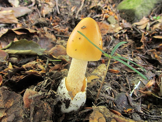 muchotrávka oranžová Amanita crocea (Quél.) Singer