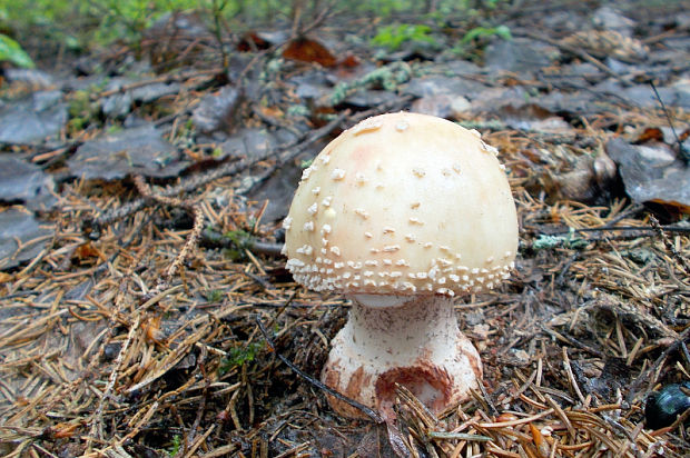 muchotrávka červenkastá Amanita rubescens Pers.