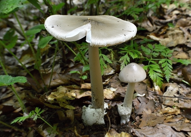 muchotrávka pošvatá Amanita vaginata (Bull.) Lam.