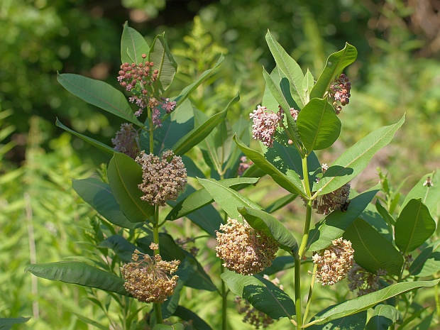 glejovka americká Asclepias syriaca L.