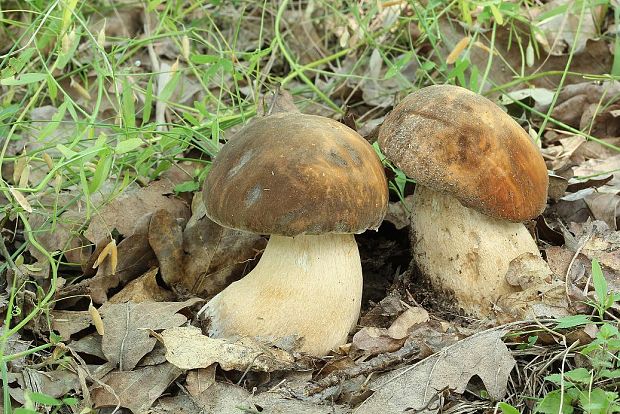 hríb bronzový Boletus aereus Bull. ex Fr.