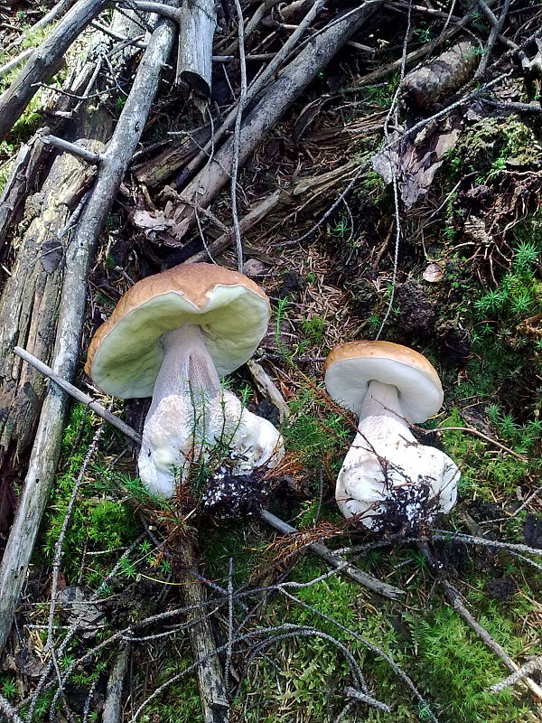 hríb smrekový kyjakovitý Boletus edulis var. clavipes