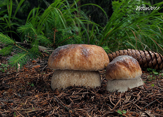 hríb smrekový Boletus edulis Bull.