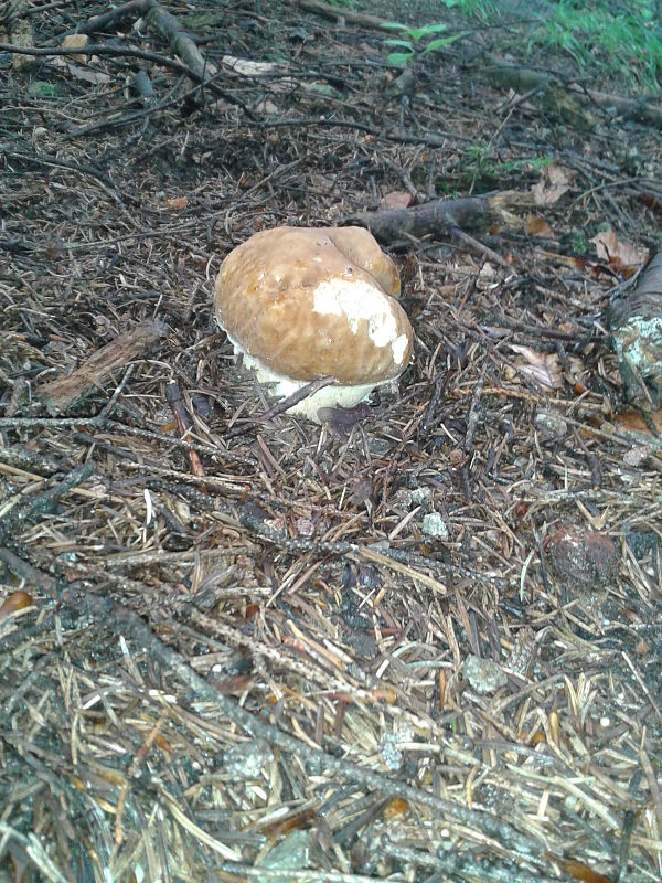 hríb smrekový Boletus edulis Bull.