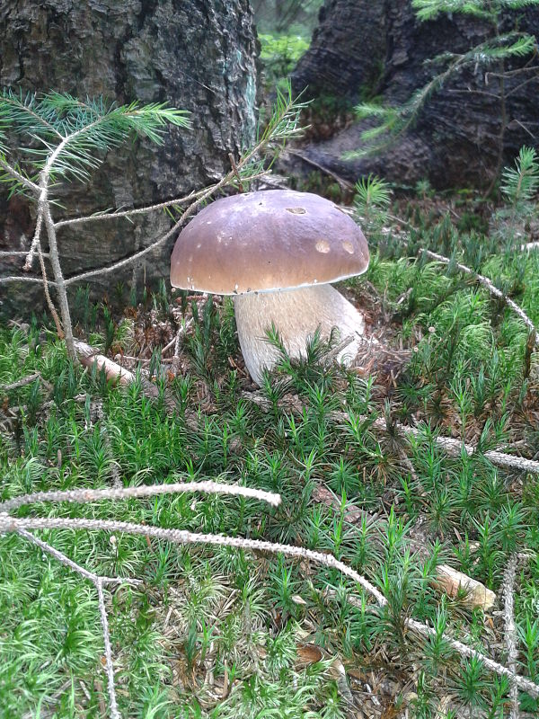 hríb smrekový Boletus edulis Bull.