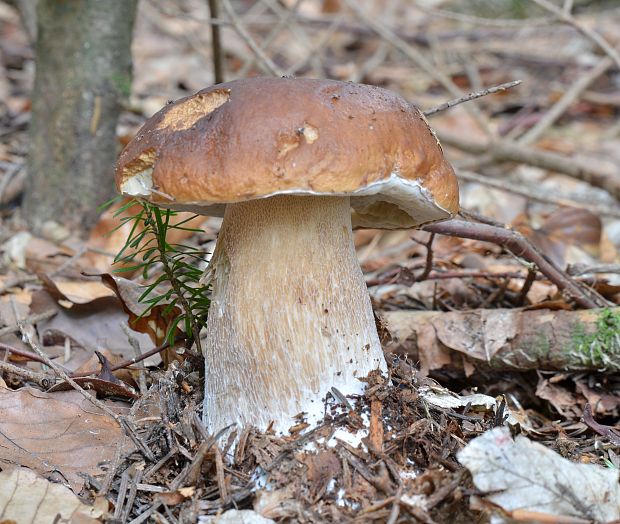 hríb smrekový Boletus edulis Bull.