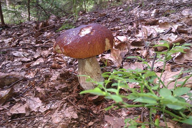 hríb smrekový Boletus edulis Bull.