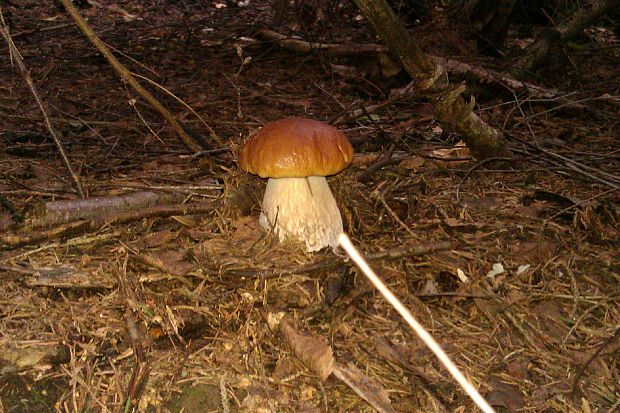 hríb smrekový Boletus edulis Bull.