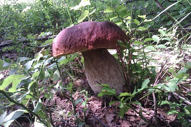 hríb smrekový Boletus edulis Bull.