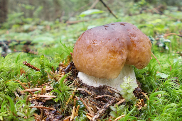 hríb smrekový Boletus edulis Bull.