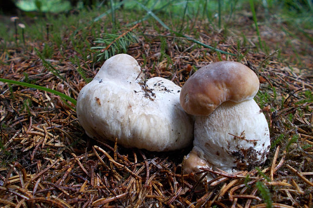 hríb smrekový Boletus edulis Bull.