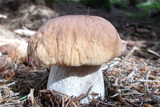 hríb smrekový Boletus edulis Bull.