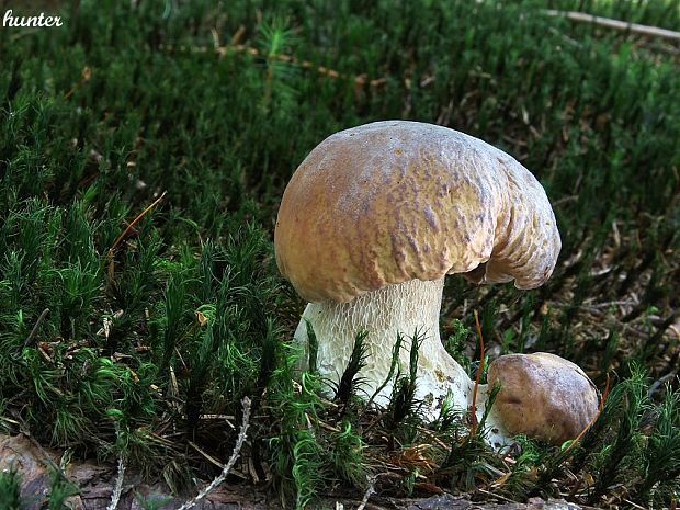 hríb smrekový Boletus edulis Bull.