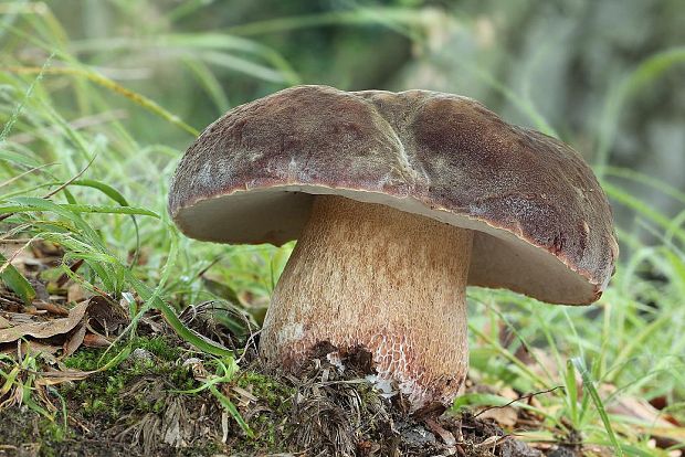 hríb sosnový Boletus pinophilus Pil. et Dermek in Pil.