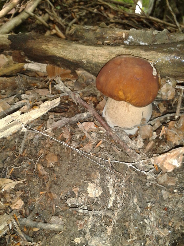 hríb dubový Boletus reticulatus Schaeff.