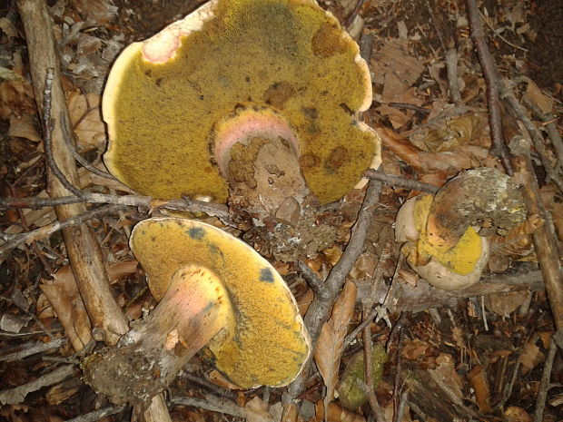 hríb Boletus sp.