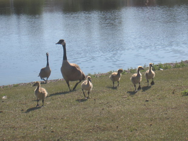 bernikla bielobrada Branta canadensis