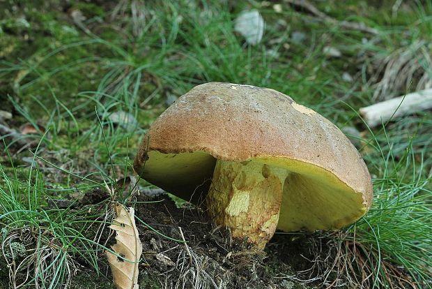 hríb príveskatý Butyriboletus appendiculatus (Schaeff. ex Fr.) Secr.