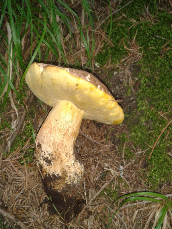 hríb horský Butyriboletus subappendiculatus (Dermek, Lazebn. & J. Veselský) D. Arora & J.L. Frank