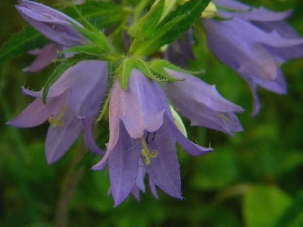 zvonček repkovitý Campanula rapunculoides L.