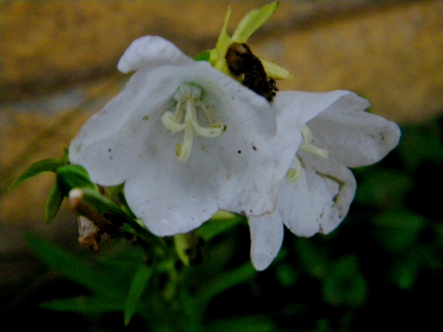 zvonček pŕhľavolistý biela forma Campanula trachelium L.