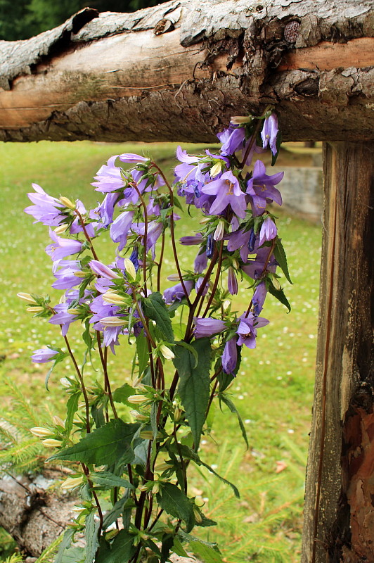 zvonček pŕhľavolisty Campanula trachelium L.