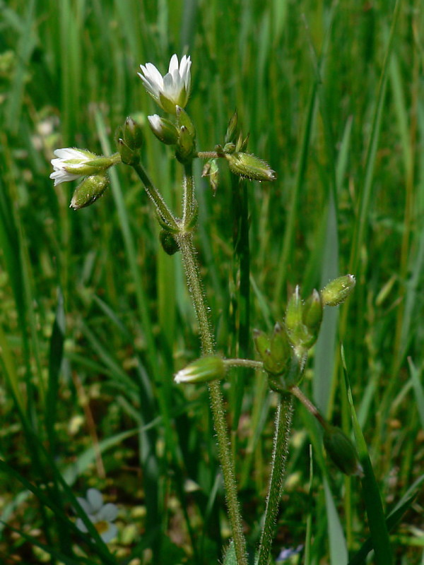 rožec obyčajný - rožec obecný Cerastium holosteoides Fr.
