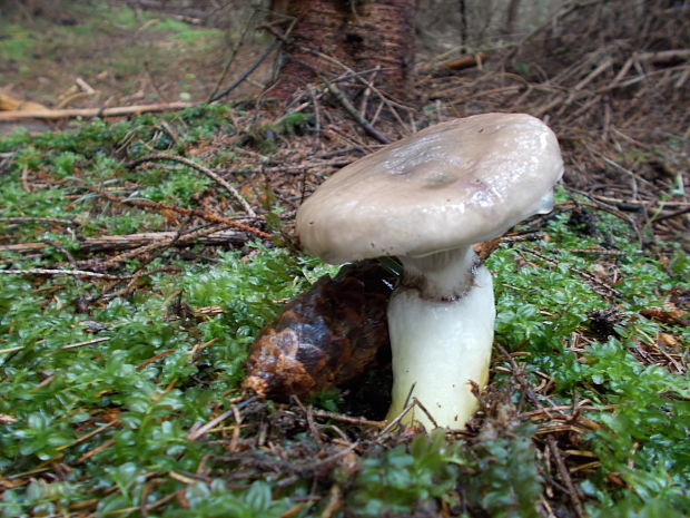 sliziak lepkavý Chroogomphus rutilus (Schaeff.) O.K. Mill.