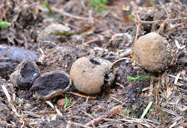 srnka obyčajná Elaphomyces granulatus Fr.